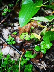 Botrychium crenulatum