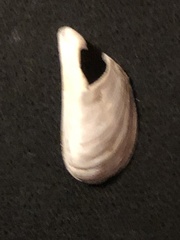 Dreissena polymorpha