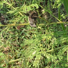 Desmanthus illinoensis