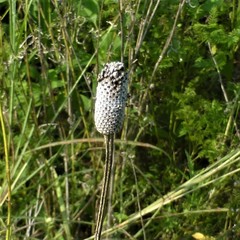 Ratibida columnifera