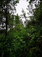 Botrychium crenulatum