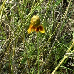 Ratibida columnifera