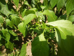 Capsicum annuum annuum