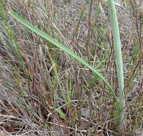Cyrtanthus leptosiphon