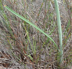 Cyrtanthus leptosiphon