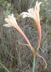 Cyrtanthus leptosiphon