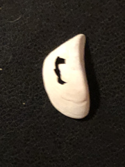 Dreissena polymorpha