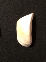 Dreissena polymorpha