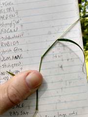 Muhlenbergia frondosa