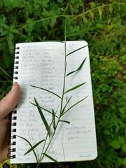 Muhlenbergia frondosa