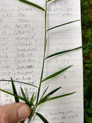Muhlenbergia frondosa