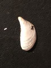 Dreissena polymorpha