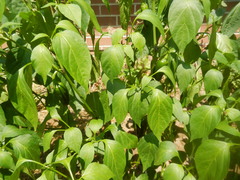 Capsicum annuum annuum