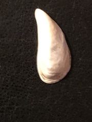 Dreissena polymorpha