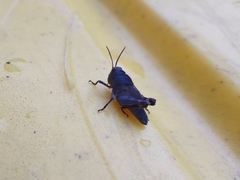 Betairidovirinae