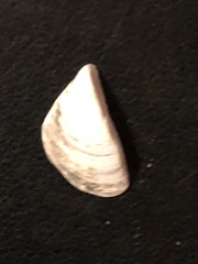 Dreissena polymorpha