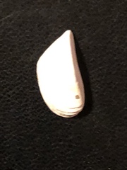 Dreissena polymorpha