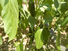 Capsicum annuum annuum