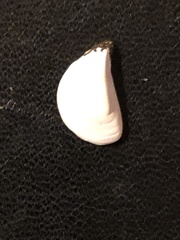 Dreissena polymorpha