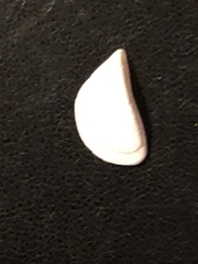 Dreissena polymorpha