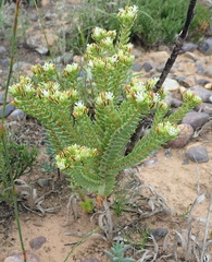 Crassula ericoides ericoides