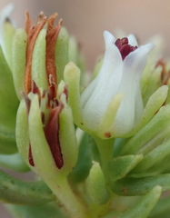 Crassula ericoides ericoides