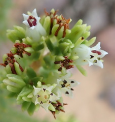 Crassula ericoides ericoides