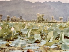 Nelumbo nucifera