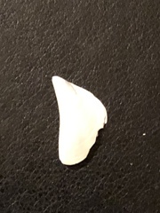 Dreissena polymorpha