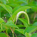 Lizard's Tail - Photo (c) Jerry Oldenettel, some rights reserved (CC BY-NC-SA)