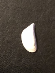 Dreissena polymorpha