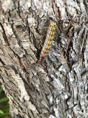 Oedemasia concinna