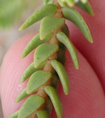 Crassula ericoides ericoides