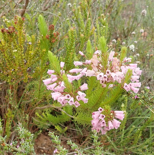 Image of Bontebok Heath (Erica filamentosa) by (c) Nicola van Berkel, some rights reserved (CC BY-SA)