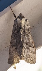 Syngrapha viridisigma