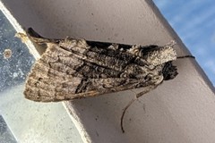 Syngrapha viridisigma