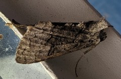 Syngrapha viridisigma