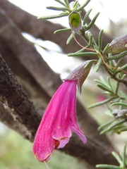 Prostanthera semiteres