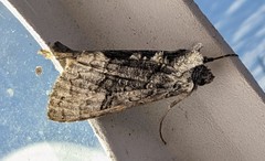 Syngrapha viridisigma