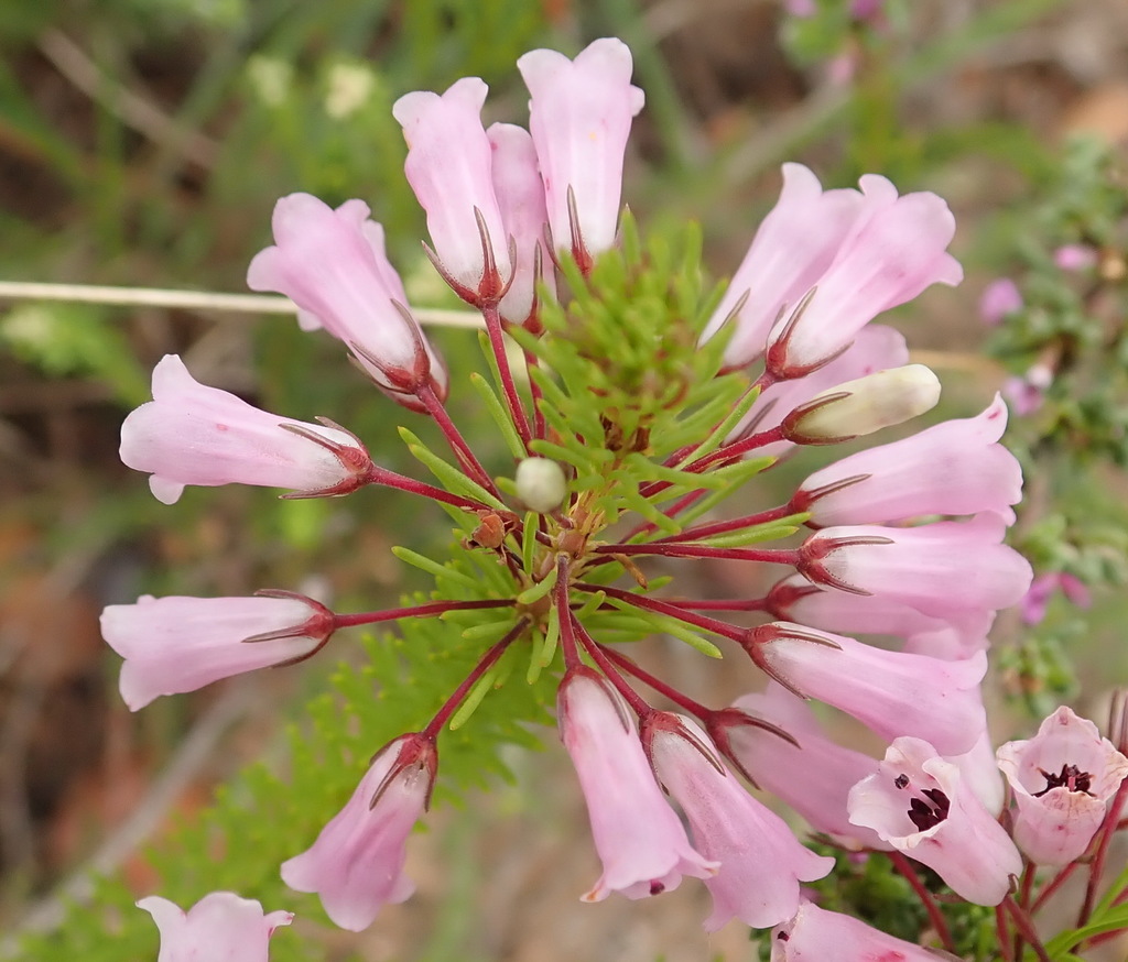 Bontebok Heath