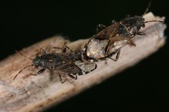 Heterogaster behrensii