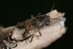 Heterogaster behrensii