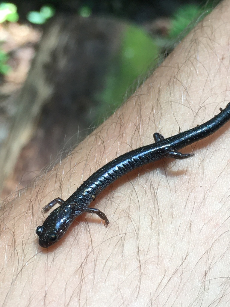 Woodland Salamanders from Adams County, US-PA, US on August 6, 2021 at ...