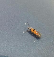 Chrysoclista linneella