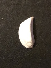 Dreissena polymorpha