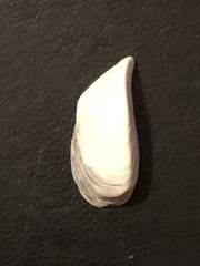 Dreissena polymorpha