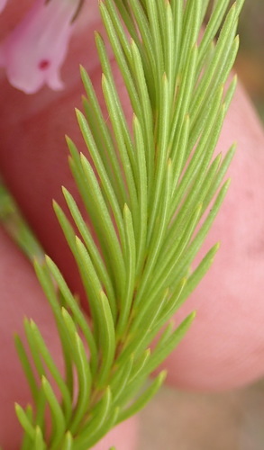Image of Erica filamentosa by (c) Nicola van Berkel, some rights reserved (CC BY-SA)