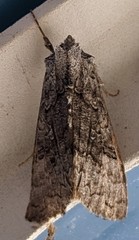 Syngrapha viridisigma