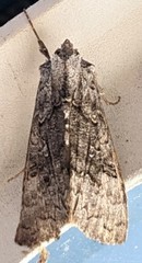 Syngrapha viridisigma