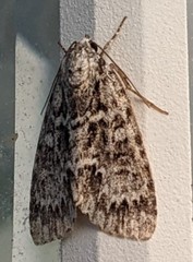 Acronicta fragilis